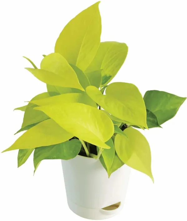 Money_Plant_(Hybrid,_Pack_of_1)