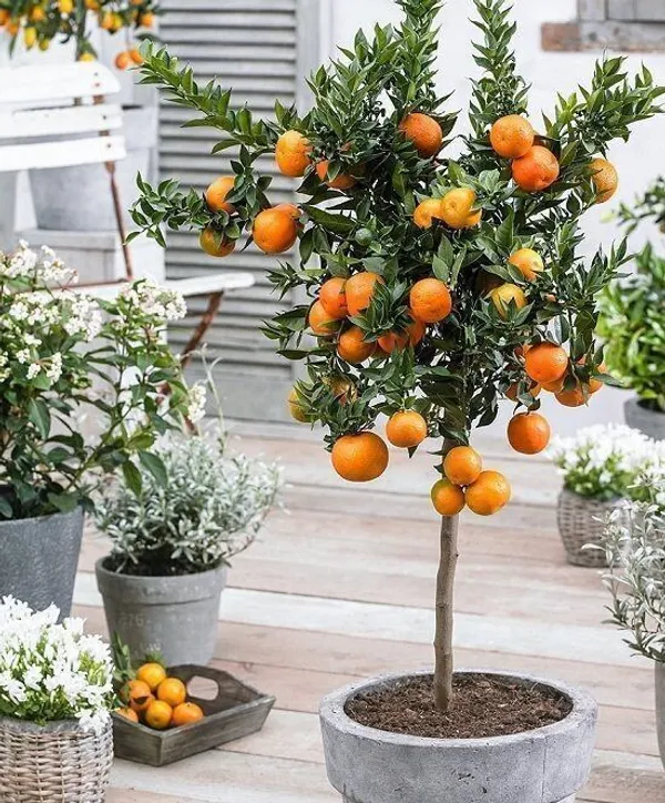 Orange_Plant_(Hybrid,_Pack_of_1)