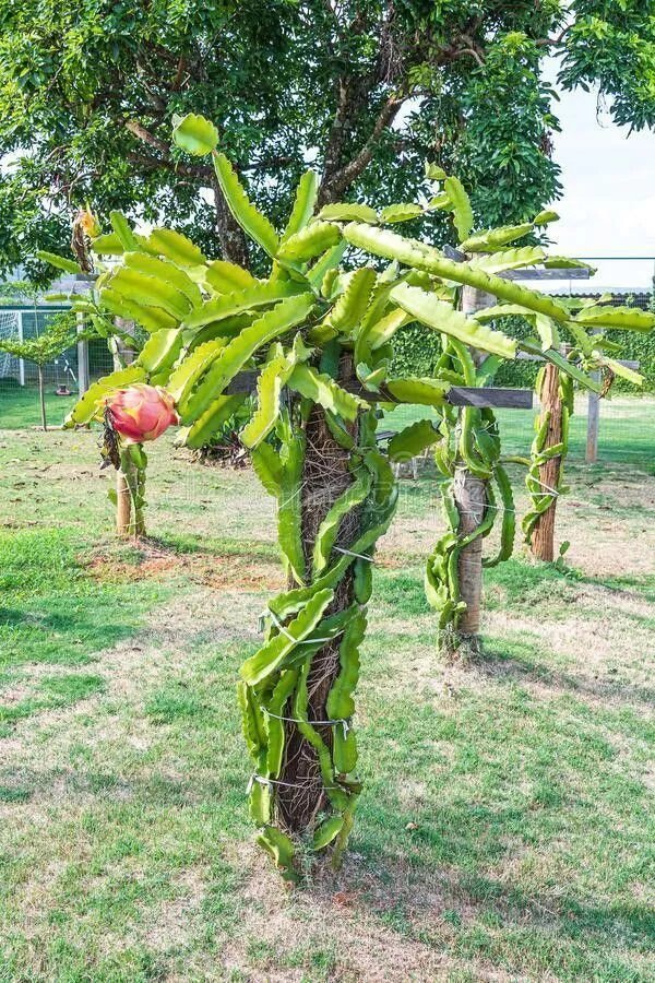 Dragon_Tree_(Hybrid,_Pack_of_1)