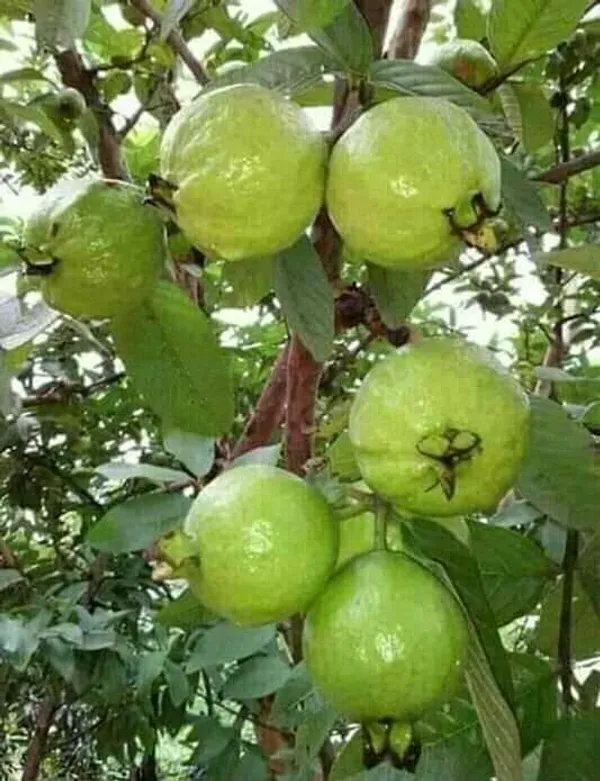 Guava_Plant_(Hybrid,_Pack_of_1)