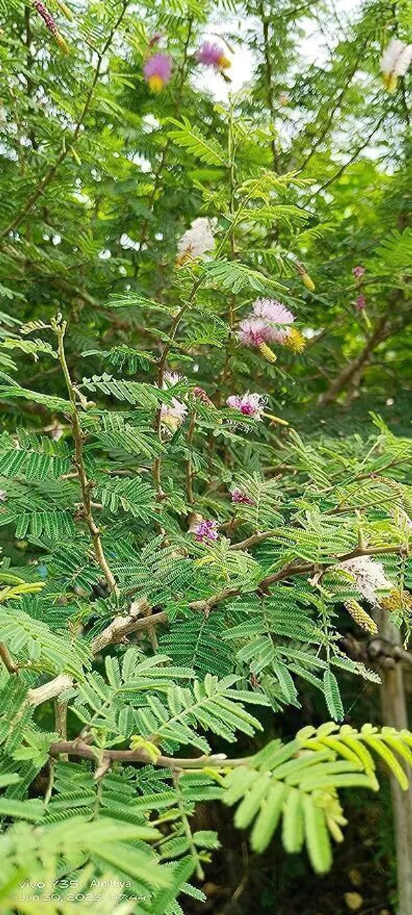 Shami/Jand_Plant_(Hybrid,_Pack_of_1)