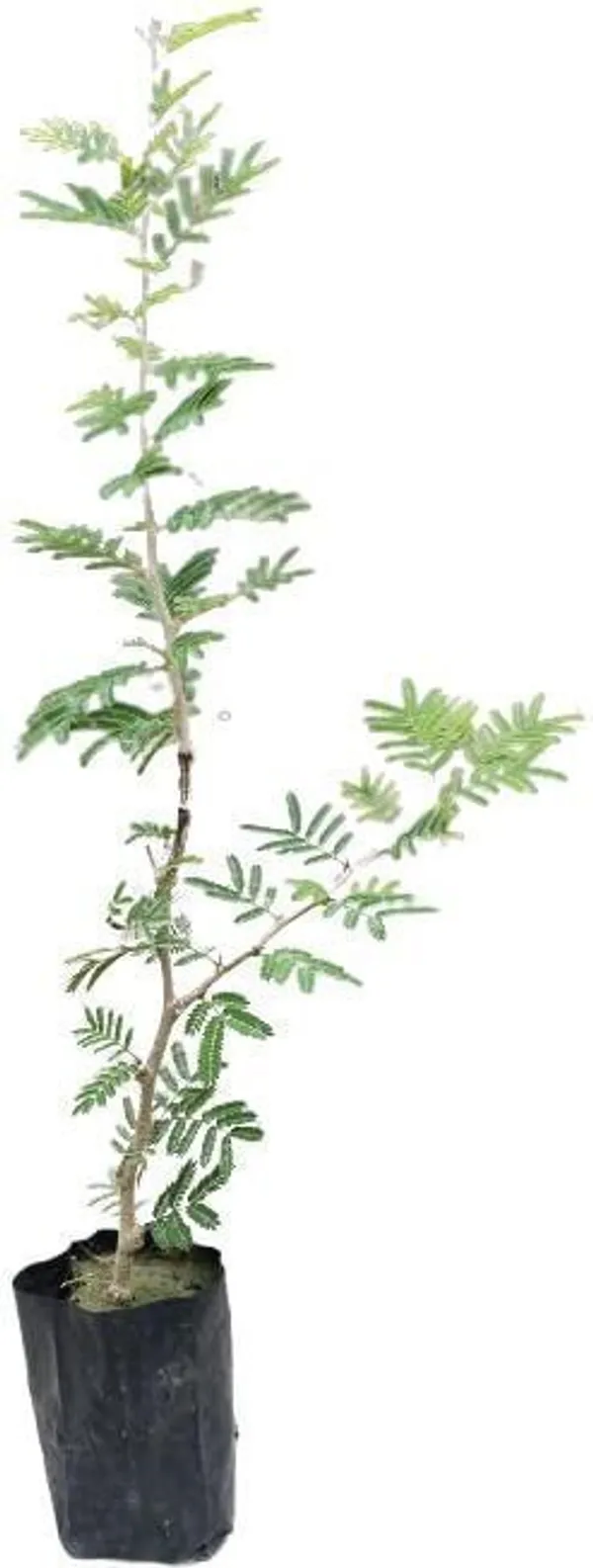 Shami/Jand_Plant_(Hybrid,_Pack_of_1)