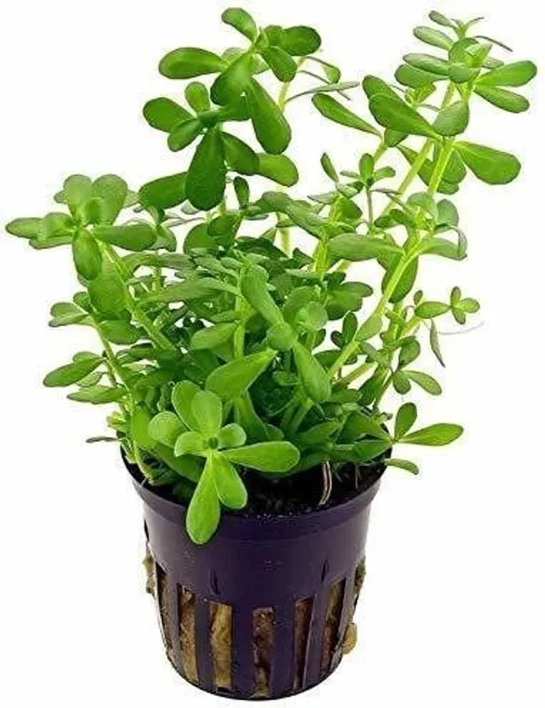 Bacopa_Monnieri_(Hybrid,_Pack_of_1)