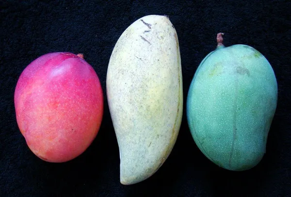 Mango_Plant_(Hybrid,_Pack_of_1)