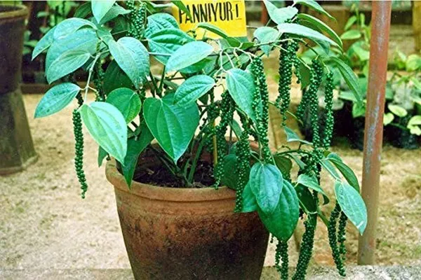Black_Pepper_Plant_(Hybrid,_Pack_of_1)