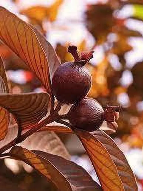 Guava_Plant_(Hybrid,_Pack_of_1)