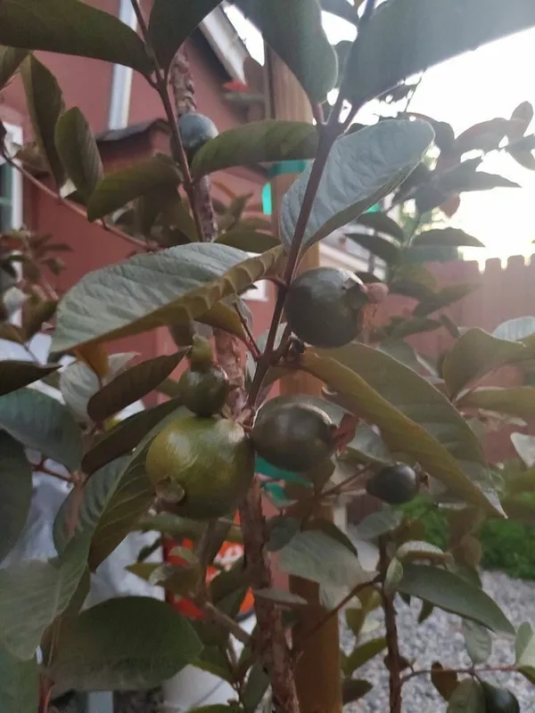 Guava_Plant_(Hybrid,_Pack_of_1)