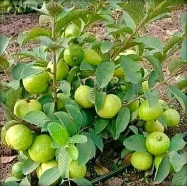Guava_Plant_(Hybrid,_Pack_of_1)