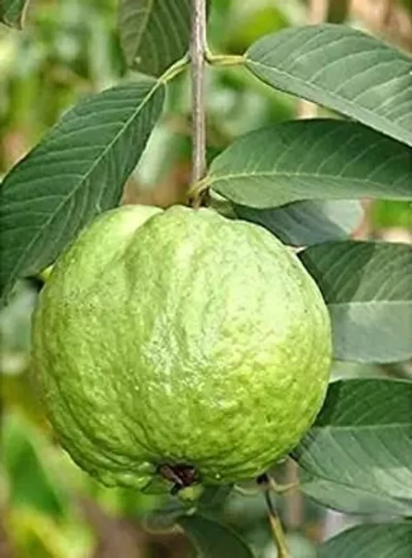 Guava_Plant_(Hybrid,_Pack_of_1)