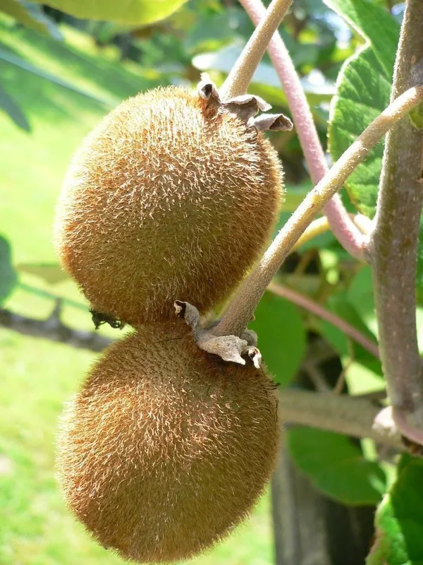 Kiwi_Plant_(Hybrid,_Pack_of_1)