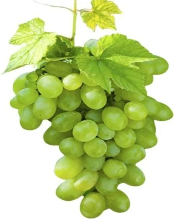 Grape_Plant_(Hybrid,_Pack_of_1)