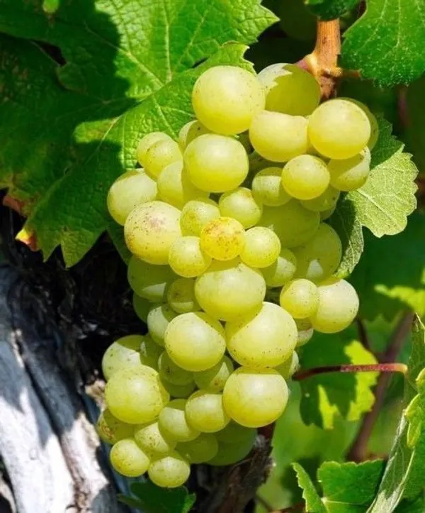 Grape_Plant_(Hybrid,_Pack_of_1)