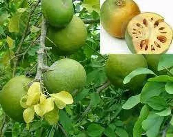 Bel_Plant_(Hybrid,_Pack_of_1)