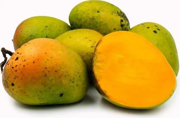 Mango_Plant_(Hybrid,_Pack_of_1)