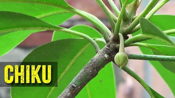 Chiku_Plant_(Hybrid,_Pack_of_1)