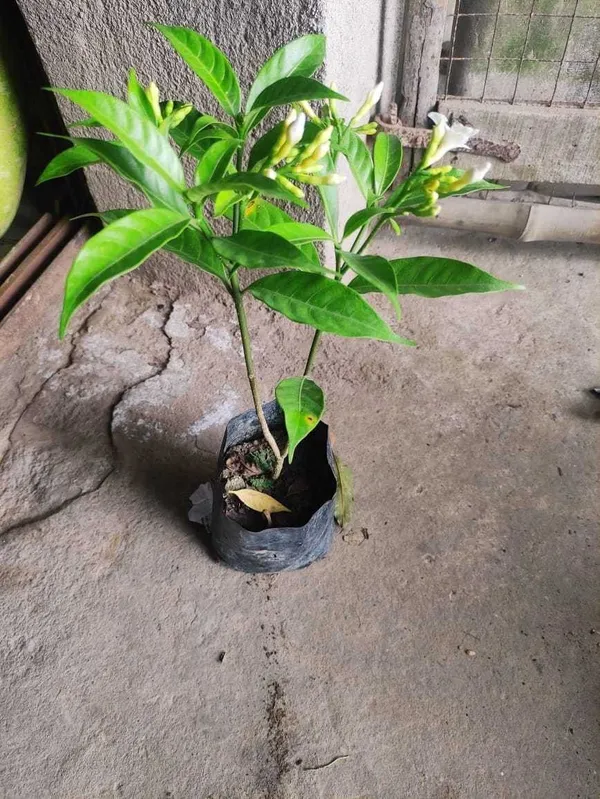 Jasmine_Plant_(Hybrid,_Pack_of_1)