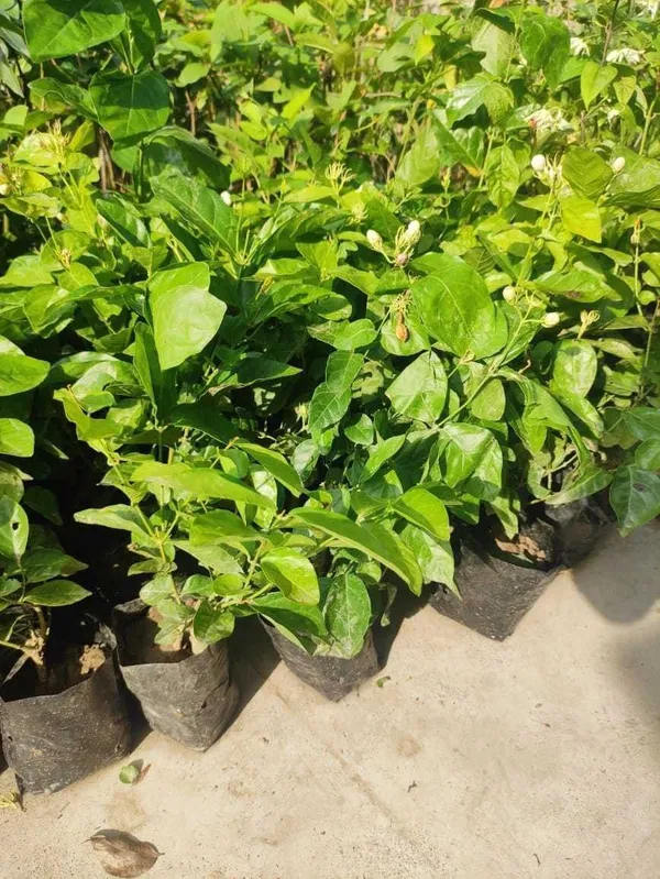 Jasmine_Plant_(Hybrid,_Pack_of_1)