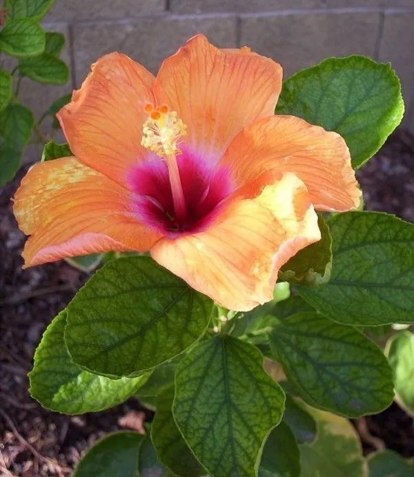 Hibiscus_Plant_(Hybrid,_Pack_of_1)