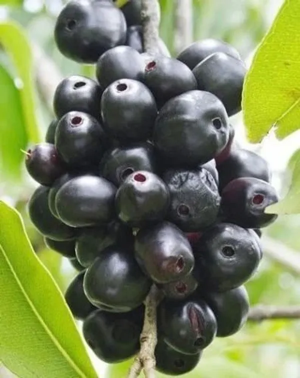 Jamun_Plant_(Hybrid,_Pack_of_1)