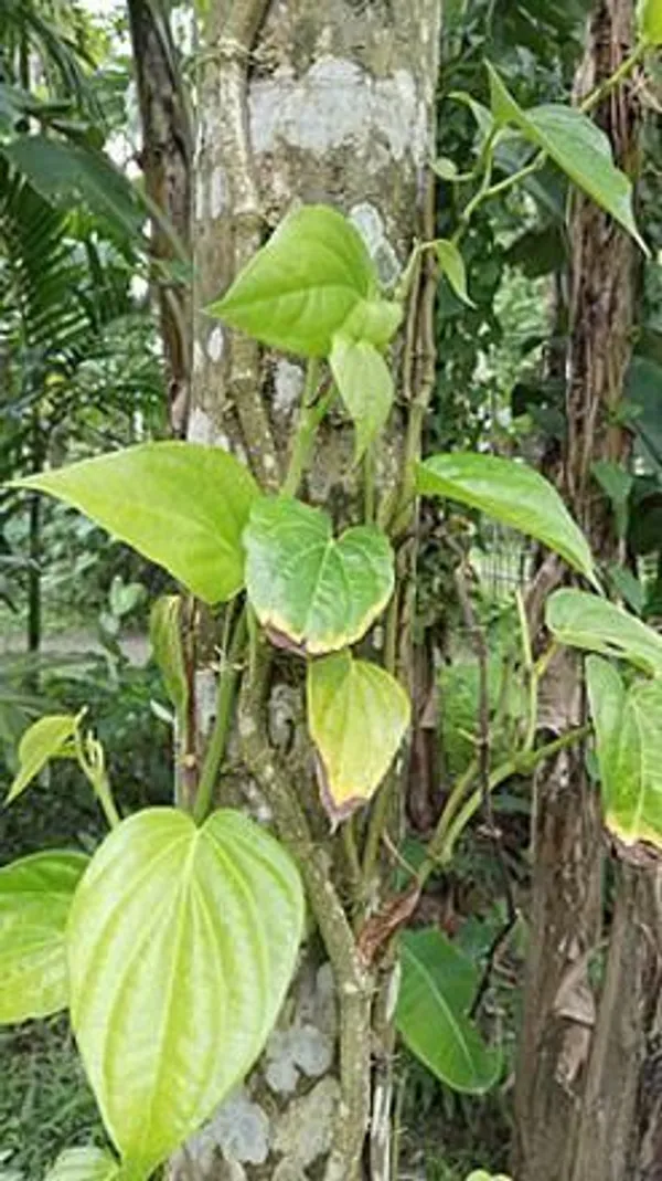 Betal_Leaf_Plant_(Hybrid,_Pack_of_1)