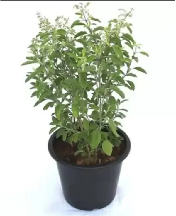 Tulsi_Plant_(Hybrid,_Pack_of_1)