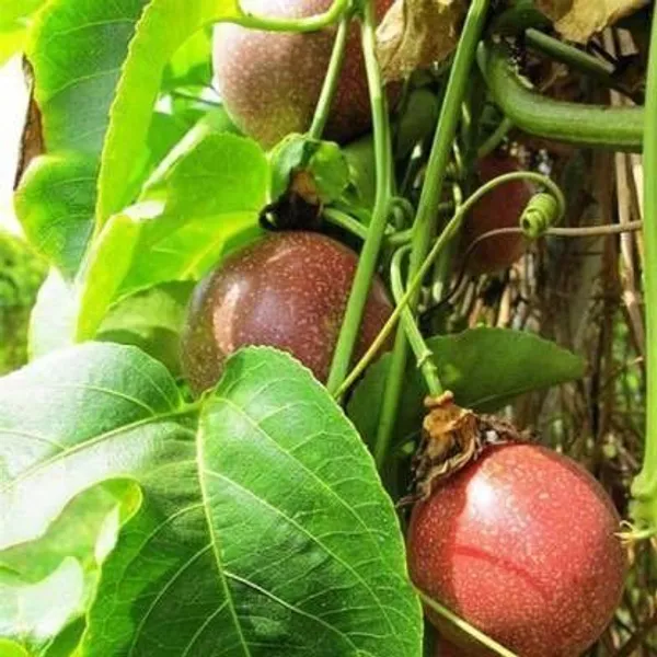 Passion_Plant_(Hybrid,_Pack_of_1)