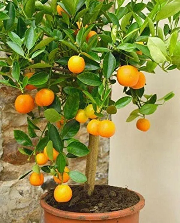 Orange_Plant_(Hybrid,_Pack_of_1)