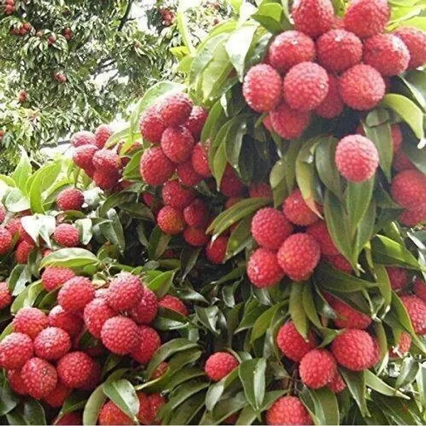 Litchi_Plant_(Hybrid,_Pack_of_1)