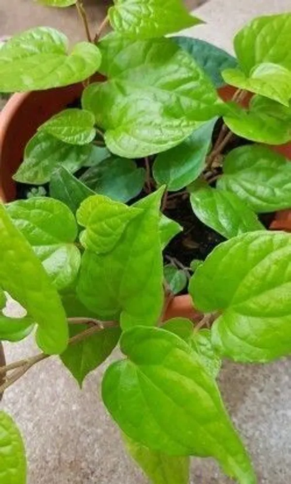 Betel_Leaf_Plant_(Hybrid,_Pack_of_1)