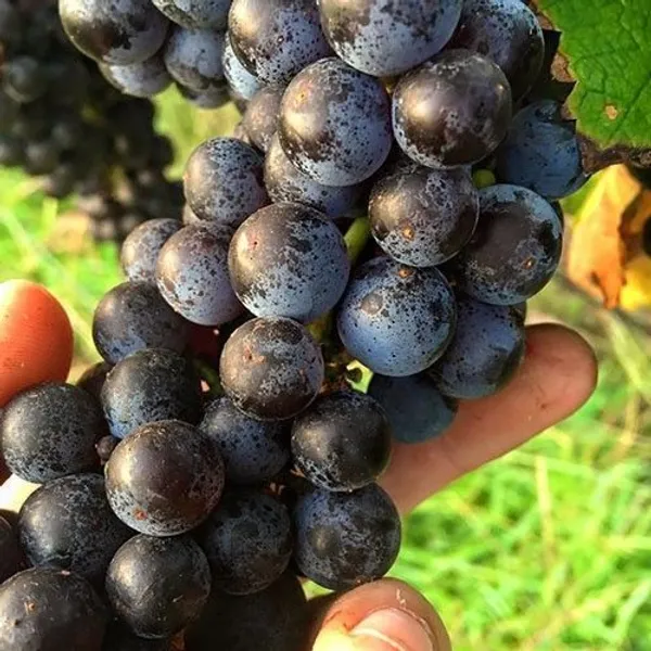 Grapes_Plant_(Hybrid,_Pack_of_1)