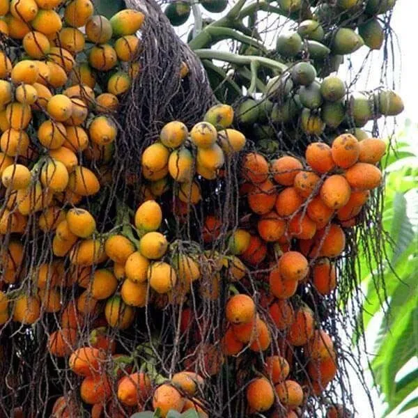 Betel_Nut/Supari_Plant_(Hybrid,_Pack_of_1)