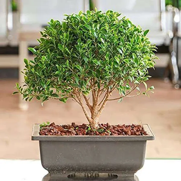 Ficus_Bonsai_Plant_(Hybrid,_Pack_of_1)
