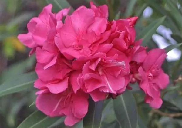 Kaner_Plant_(Hybrid,_Pack_of_1)