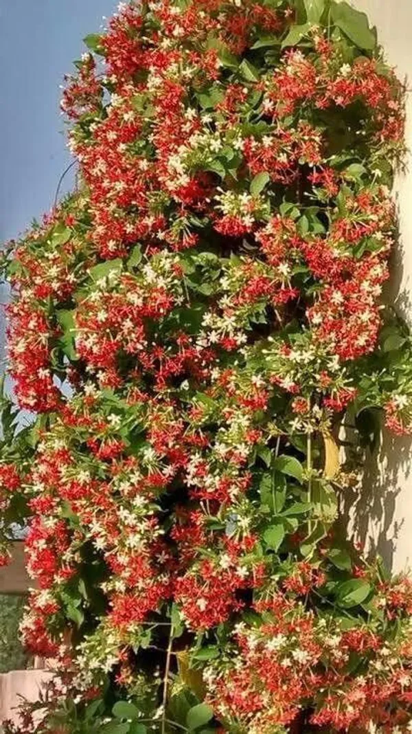 Madhumalti/Rangoon_Creeper_(Hybrid,_Pack_of_1)