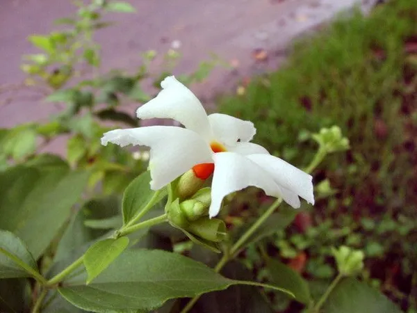 Night_Bloom_Jasmine_Plant_(Hybrid,_Pack_of_1)