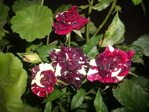 Rose_Plant_(Hybrid,_Pack_of_1)