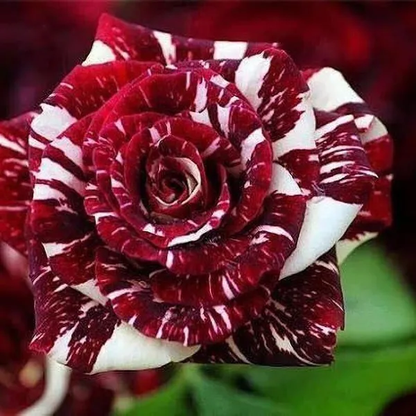 Rose_Plant_(Hybrid,_Pack_of_1)