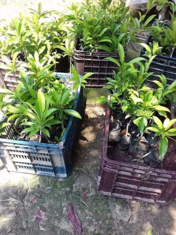 Chiku_Plant_(Hybrid,_Pack_of_1)