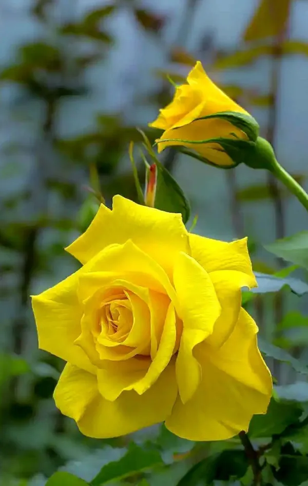 Rose_Plant_(Hybrid,_Pack_of_1)