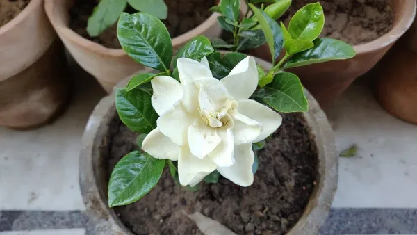 Jasmine_Plant_(Hybrid,_Pack_of_1)