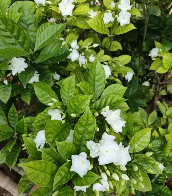 Jasmine_Plant_(Hybrid,_Pack_of_1)