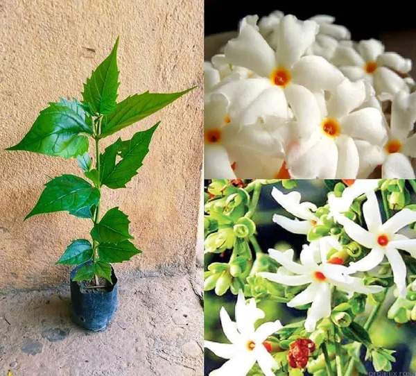 Jasmine_Plant_(Hybrid,_Pack_of_1)
