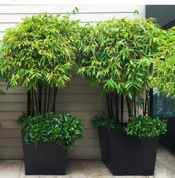 Bombay_Ebony_Plant_(Hybrid,_Pack_of_1)