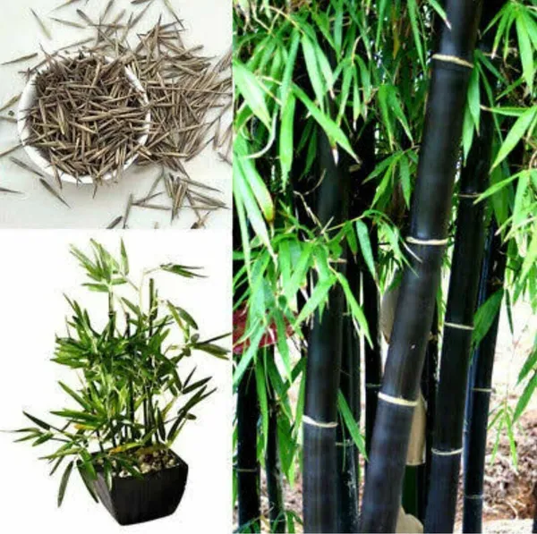 Bombay_Ebony_Plant_(Hybrid,_Pack_of_1)