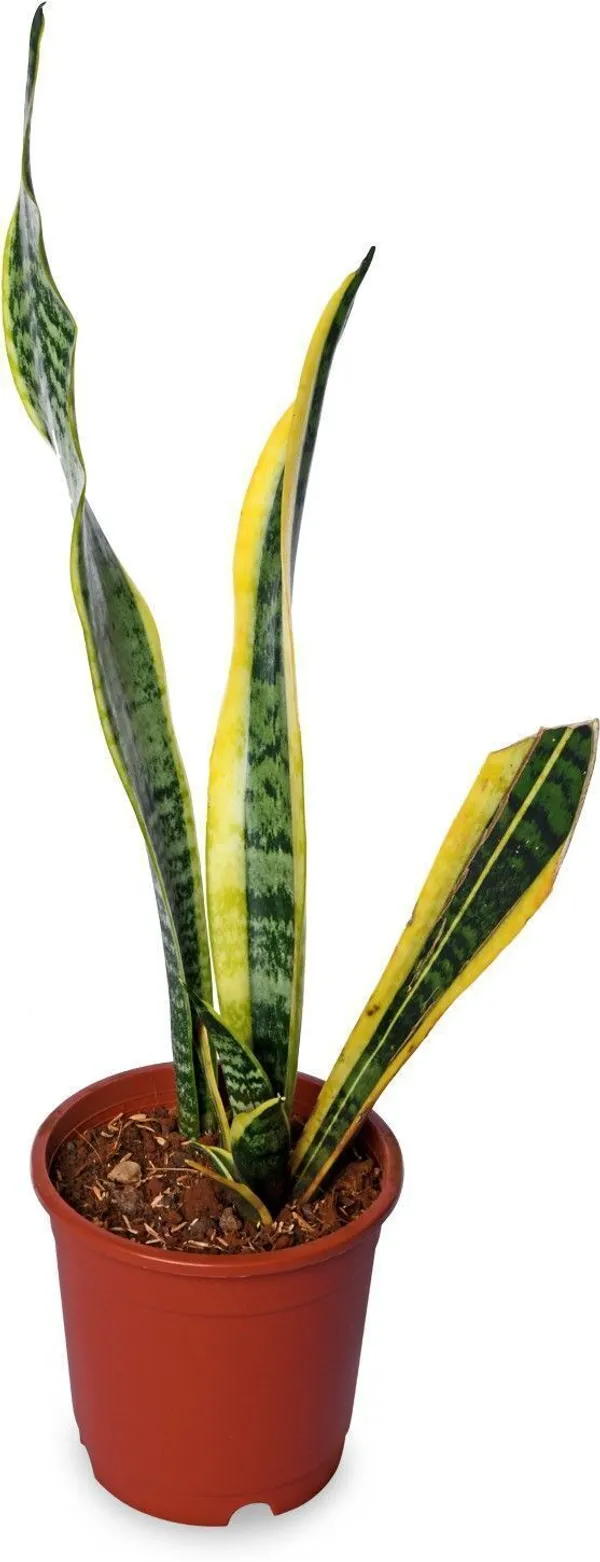 Sempervivum_Calcareum_Plant_(Hybrid,_Pack_of_1)
