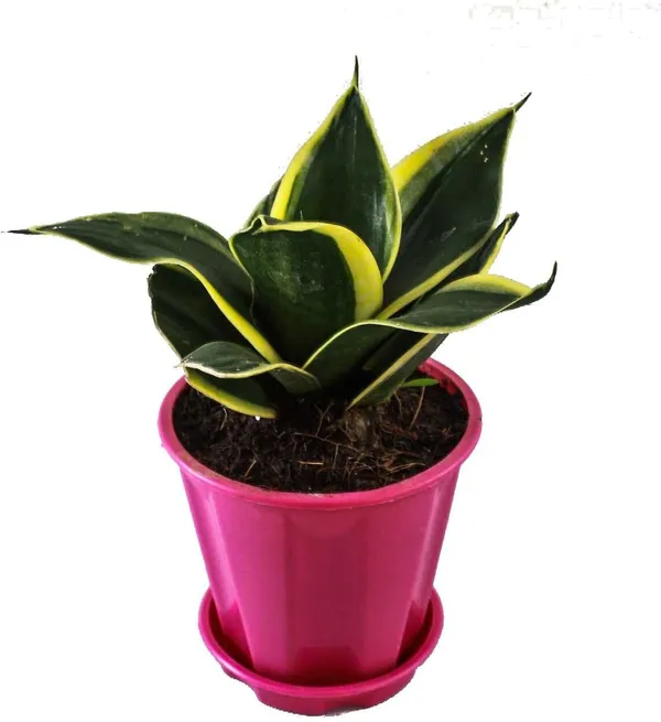 Snake_Plant_(Hybrid,_Pack_of_1)