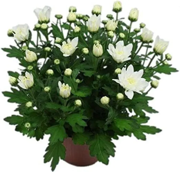 Chrysanthemums/_Guldavari_Plant_(Hybrid,_Pack_of_1)