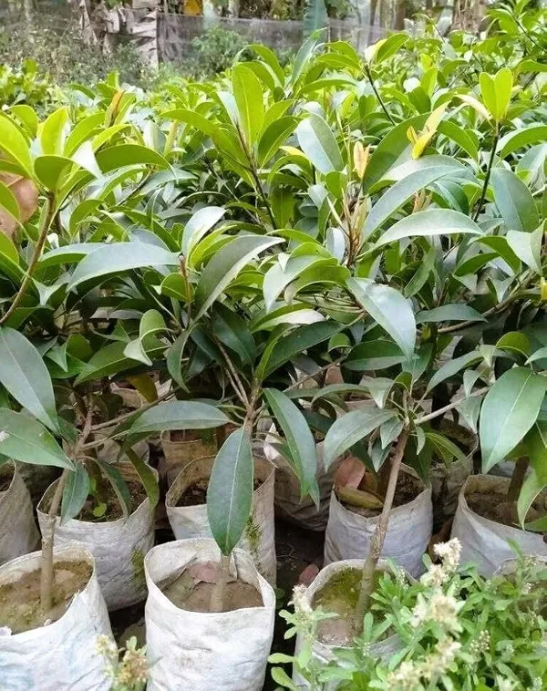 Chiku_Plant_(Hybrid,_Pack_of_1)
