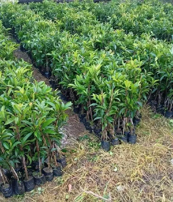 Chiku_Plant_(Hybrid,_Pack_of_1)