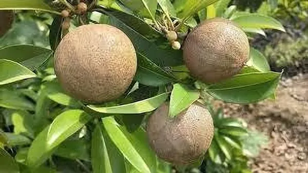 Chiku_Plant_(Hybrid,_Pack_of_1)